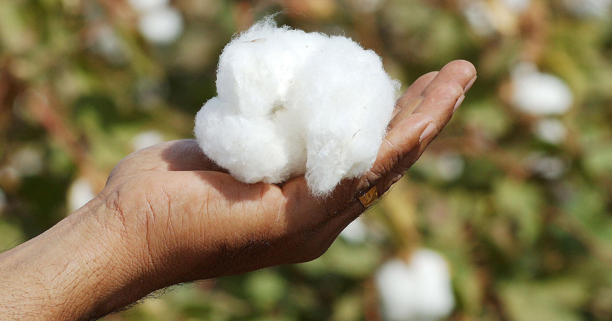 What Are 3 Disadvantages Of Cotton